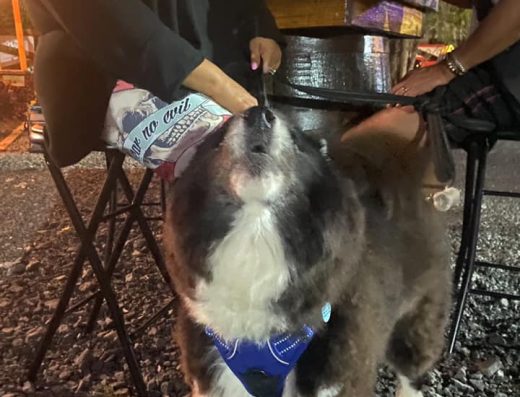 Pal Yunque Food Truck Park – Pet Friendly Park